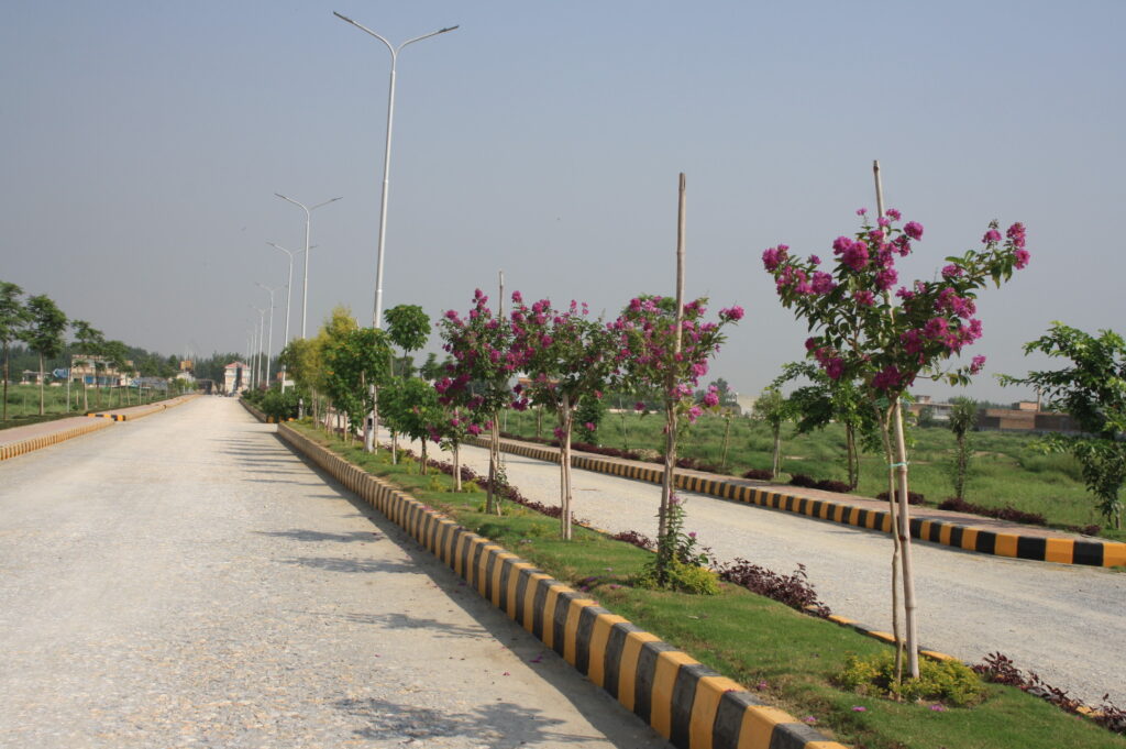 A tree-lined street with flowering trees