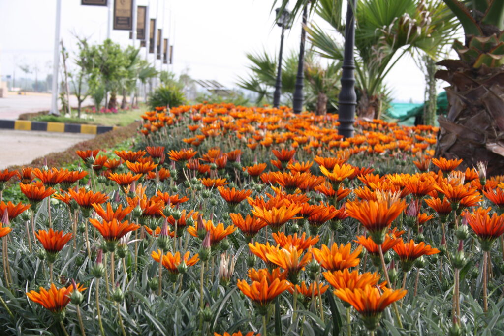 Orange flowers in full bloom