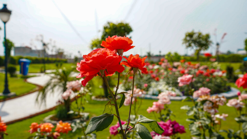 Red roses in a flower bed